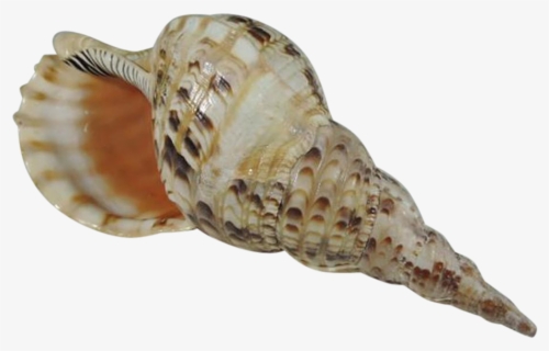 Transparent Conch Shell Download Png Images Background Transparent Background - Conch Shell ...