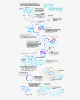 Vector Dna Circular - Genetic Engineering Diagram A Level , Free ...