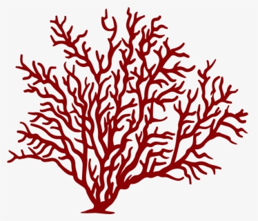 Coral Clipart Soft Coral - Coral Png , Free Transparent Clipart ...