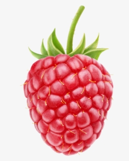 free raspberry clip art with no background clipartkey raspberry clip art with no background