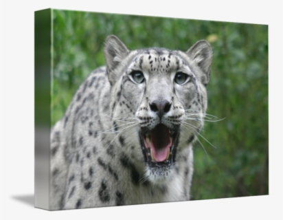 Leopard Passant Svg Vector File, Vector Clip Art Svg - Snow Leopard ...