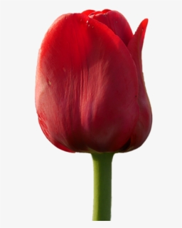 Fleur Tulipe Rouge Hd Free Transparent Clipart Clipartkey