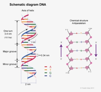 Dna Structure Clipart Transparent - Double Helix Dna Png , Free ...