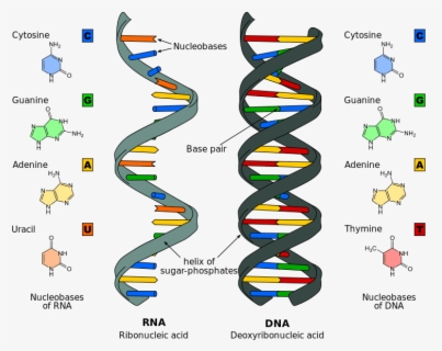 Clip Art The Differences Between And - Examples Of Nucleic Acids , Free ...