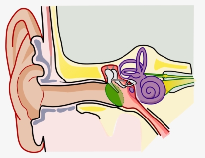 Anatomy Of The Human Ear Blank - Parts Of The Ear Clipart , Free ...