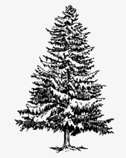 Free Tree Black And White Clip Art with No Background - ClipartKey