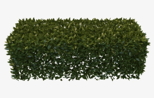 Hedges Clipart Hedge Trimming - Hedge Trimming Png , Free Transparent