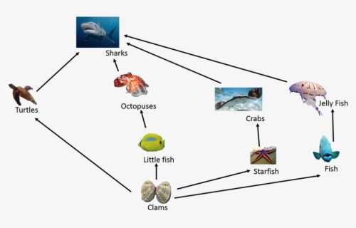 Food Chain In Great Barrier Reef - Food Chain Great Barrier Reef , Free ...