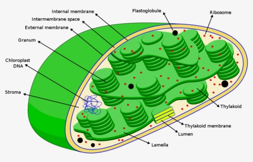Chloroplasts Diagram Dna In Chloroplast Free Transparent Clipart 
