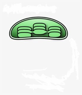 Download Animal Cell Diagram Unlabeled - Chloroplast Clipart , Free ...