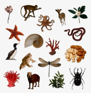 Silhouettes Of Many Living Things - Free Download Image Of Living ...