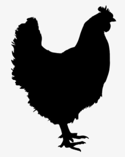 transparent chicken feed clipart broiler chicken png free transparent clipart clipartkey transparent chicken feed clipart