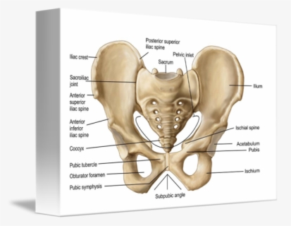 Clip Art Anatomy Human By Stocktrek - Pelvic Bone Anatomy , Free ...