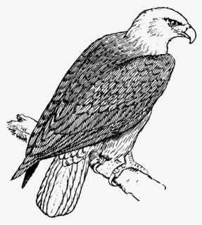 Free Eagle Black And White Clip Art with No Background - ClipartKey