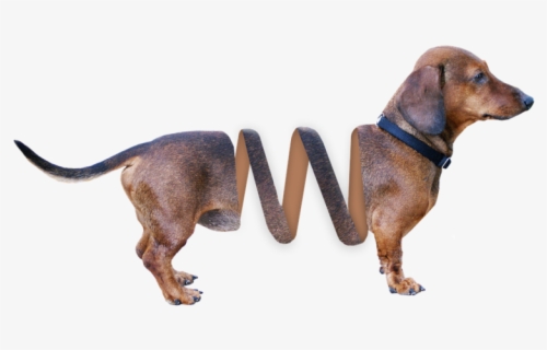 Dachshund Slinky Dog Toy Story Free Transpa Clipart Clipartkey Dachshund Slinky Dog Toy Story Free