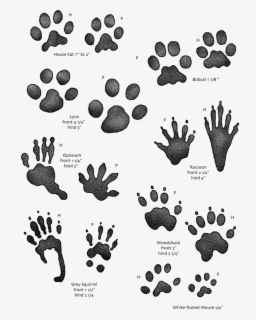 Footprint Clipart Rat - Tracks Of Animals , Free Transparent Clipart ...