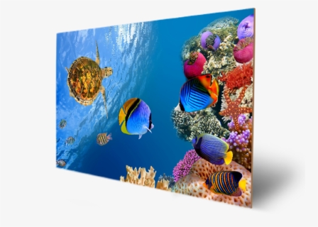 Finding Nemo Animation Underwater Sea Ocean Tropical - Cartoon Fish ...