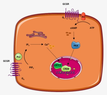 Glucagon , Free Transparent Clipart - ClipartKey