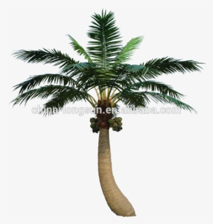 Of Coconut Isolated On - Plant Top View Png , Free Transparent Clipart ...