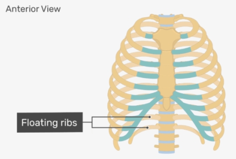 Free Rib Cage Clip Art With No Background Clipartkey - rib cage skeleton roblox