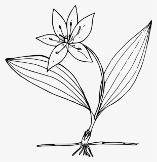 Lily Family , Free Transparent Clipart - ClipartKey