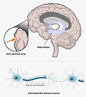 Cross Section Of The Human Brain - Hippocampus In Spatial Memory , Free ...