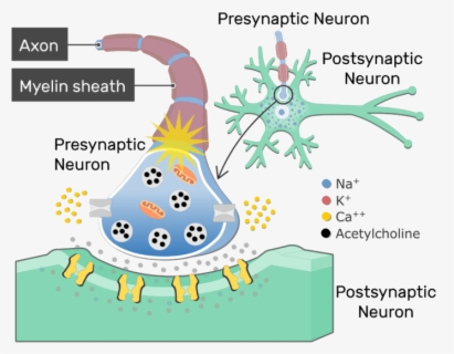 Neuron Cartoon - Neurotransmitter Filled Vesicles Neurons , Free ...