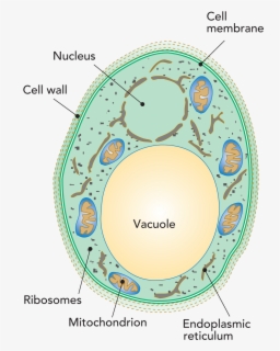 Transparent Vacuole Clipart - Penicillium Roqueforti Cell Structure ...