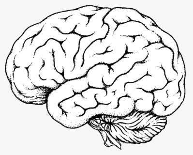 Lobes Of The Brain Blank Diagram , Free Transparent Clipart - ClipartKey