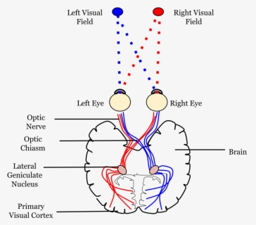 Calcarine Sulcus Lateral Geniculate Nucleus , Free Transparent Clipart ...