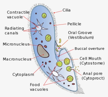 Transparent Vacuole Clipart - Penicillium Roqueforti Cell Structure ...