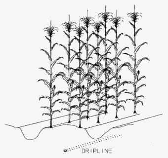 Cornfield Drawing Corn Stock - Transparent Corn Field Clipart , Free ...