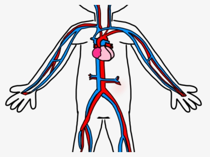 Circulatory System Diagram Blank - Blood Flow And Gas Exchange , Free