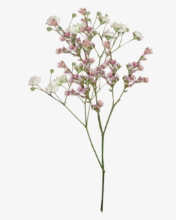 Transparent Aesthetic Flower Png Free Transparent Clipart Clipartkey