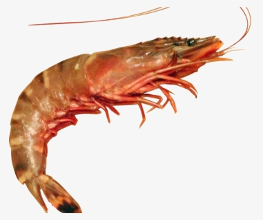 Transparent Cooked Shrimp Clipart - Difference In Shrimp And Prawn ...