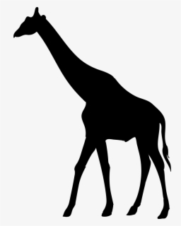 Download Giraffe Animal Shilouette Silhouette Giraffe Silhouette Free Transparent Clipart Clipartkey