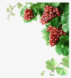 Wine Vine Grapes Clipart , Free Transparent Clipart - ClipartKey