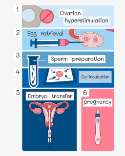 Process Of Ivf Flowchart , Free Transparent Clipart - ClipartKey