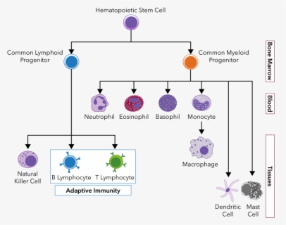 Red Blood Cell Diagram Unlabelled , Free Transparent Clipart - ClipartKey