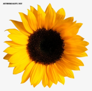 Common Clip Art Transprent - Sunflower Border Design Png , Free
