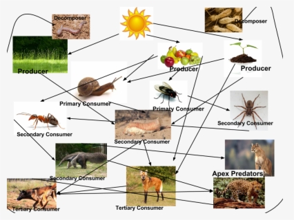 Sahara Desert Food Web , Free Transparent Clipart - ClipartKey