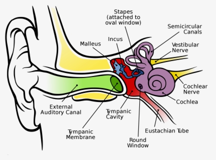 Ear An Illustration Of Human Body Part Clipart Ears - Parts Of Body Ear ...