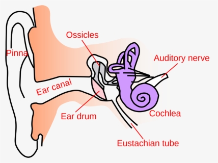 Collection Of Canal - Structure Of Human Ear Class 8 , Free Transparent ...