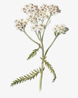 yarrow-painting-free-transparent-clipart-clipartkey