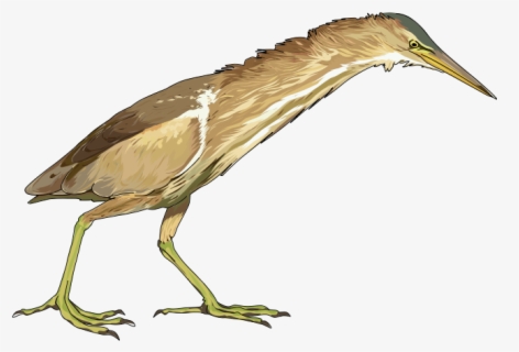 Free Vector Bittern Bird Clip Art - Bittern Black And White , Free ...