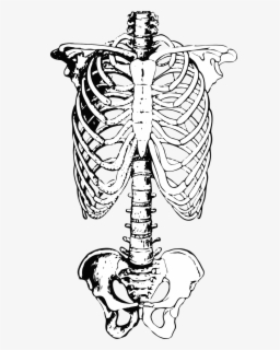 Skeleton Ribs Anatomy Free Picture - Skeleton Of The Trunk , Free ...