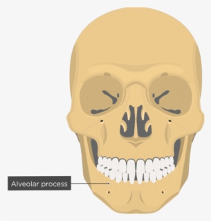 Alveolar Process - Mandible Bone - Anterior View - Optic Canal Of ...