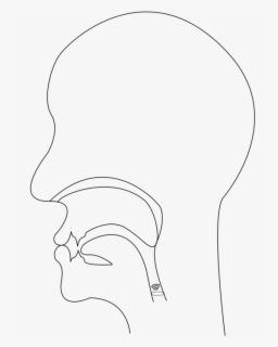 Monochrome - Voiceless Postalveolar Affricate Midsagittal Section ...