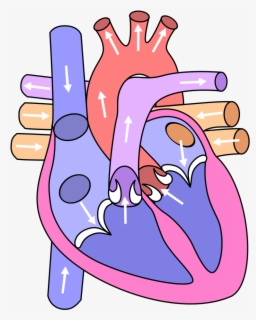 Clip Art File Diagram Of The - Human Heart Without Labels , Free ...