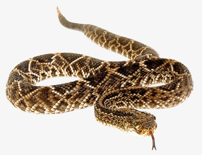 Snakebite Anaconda Vipers Venomous Snake - Rattlesnake Png , Free 